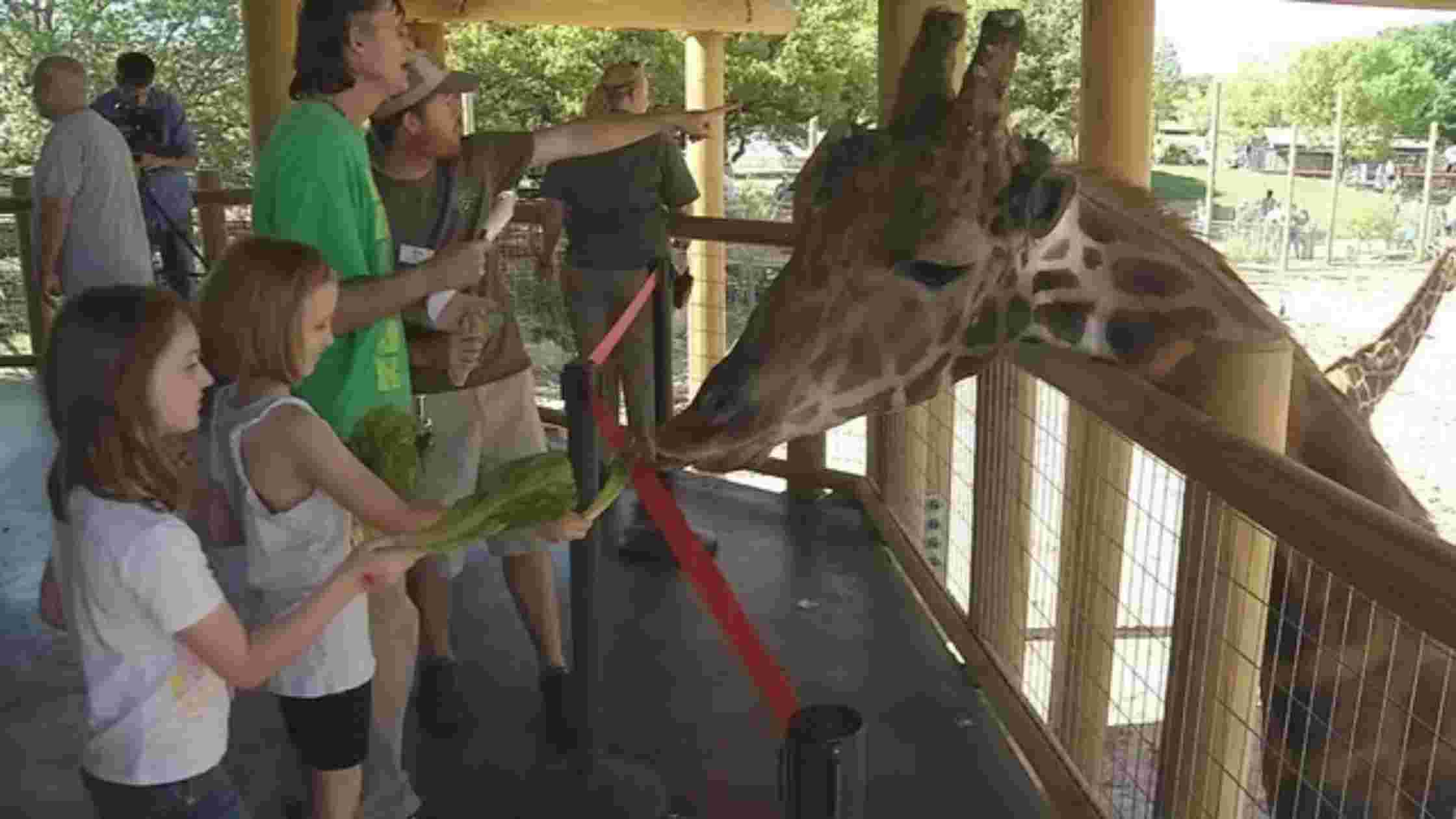 Stylish Zoo Day with Limousine Waco TX | Royal Limousine